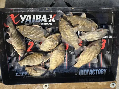 주말 조황  입니다