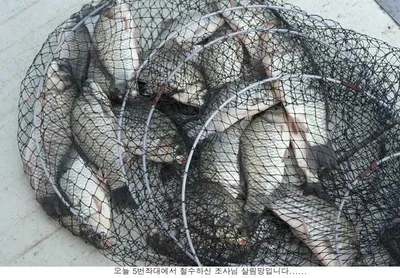 오늘 신봉지는 때깔좋은 붕어가....