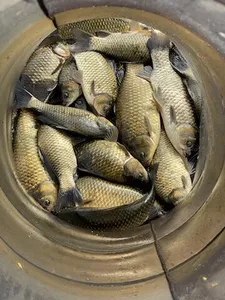 배수없는 항곡낚시터소식입니다.