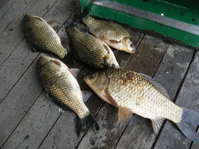 자갈섬낚시터조황입니다