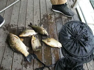 자갈섬낚시터조황