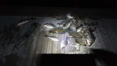 아산 명품 월랑낚시터 4월 첫번째 조황이야기입니다...^^