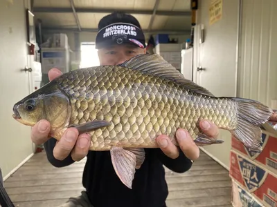 고삼지 덩어리 조황입니다.