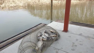 아산 명품 월랑낚시터 3월 세번째 조황이야기입니다...^^