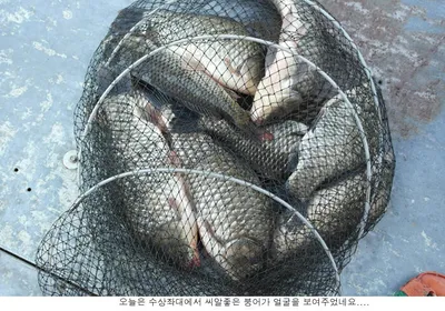 지난밤 신봉지는 씨알급 붕어가....