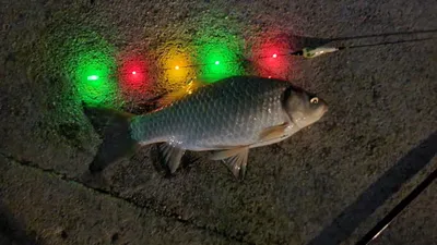 아산 명품 월랑낚시터  3월 마지막 조황화보입니다...^^