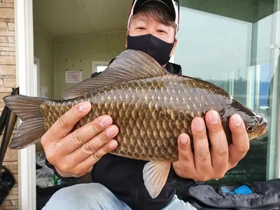 고삼지 야무진 사짜외 덩어리붕어들 뽑아봅니다.