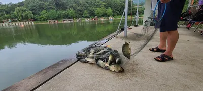 8월둘째주 피서 힐링 수곡낚시터 와 펜션 수,목 조황도 괜찬습니다