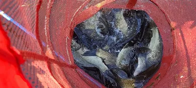 10월둘쨋주 힐링 수곡낚시터 주초 조황 및 방류 소식