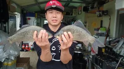 고삼지 상류권 꾸준한 붕어조황입니다.