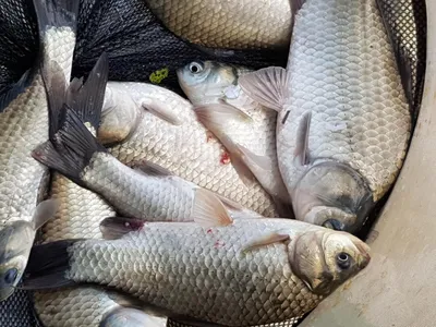 아름다운계곡속에자리잡은장계지에서