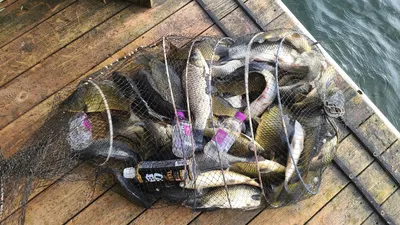 양평 힐링 수곡낚시터 7월 셋째주 주후반 붕어이야기