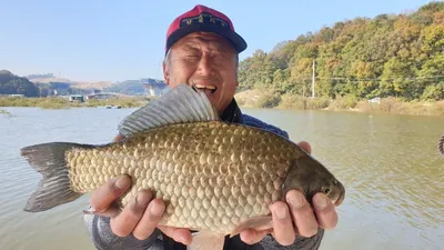 고삼지 상류권 사짜붕어 풍년입니다