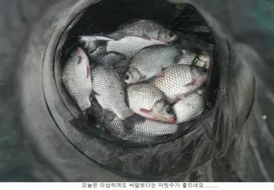 오늘은 씨알보다 마릿수가 좋은 ......