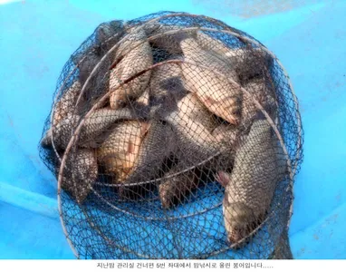 오늘은 4짜에서 정말 조금 부족합니다.....