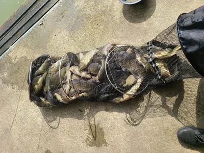 반제낚시터 조황정보와 오늘도 방류