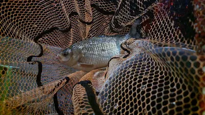 아산 명품 월랑낚시터 4월 두번째 조황 이야기입니다...^^