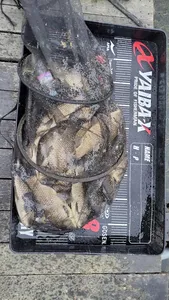 배수없는 항곡낚시터 조황입니다