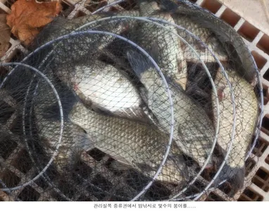 토종붕어 방류와 조황입니다....