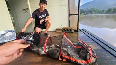 폭우피해 빠른복구를 기원합니다. 양평 수곡낚시터 8월 둘째주 주후반 조화 및 낚시여건 안내