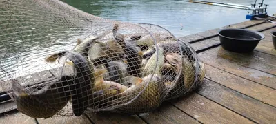 여름휴가 양평 힐링 수곡낚시터 펜션 오픈 안내, 수,목 주중반 조황 및 붕어방류