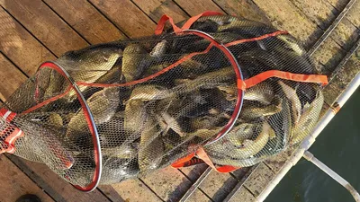 양평 수곡낚시터 9월 넷째주 되살아나는 조황