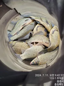 화곡낚시터 조황정보