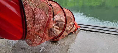 힐링 양평 수곡낚시터 6월 첫주 주중반 조황 및 방류