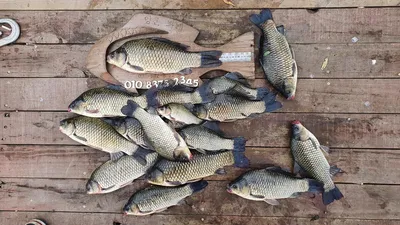 여름보다 더 뜨거운 열기 양촌좌대 조황입니다.