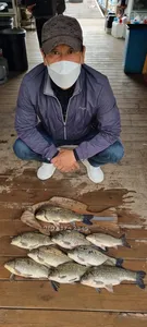 고삼지 마리수 시즌 스타투~