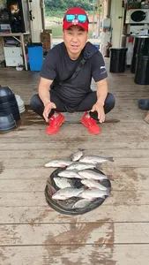 양촌좌대 주말 마리수 조황 터졌습니다.