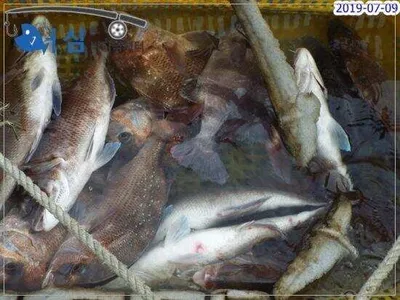 7월9일 어심바다낚시터조황 
