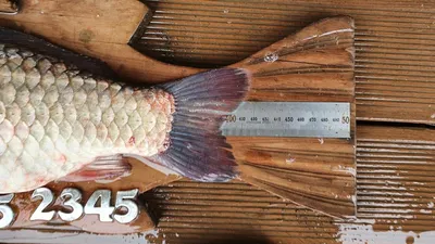 고삼지 폭발적인 조황!!