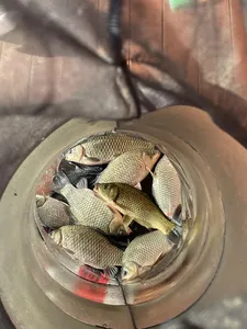 송전지 제일좌대 조황입니다.