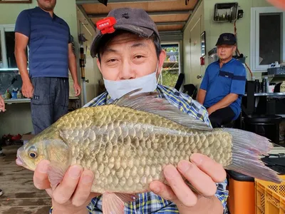 가을하늘 고삼지 붕어조황입니다.