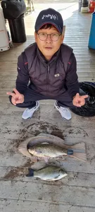 고삼지 시즌 막바지 조황입니다.