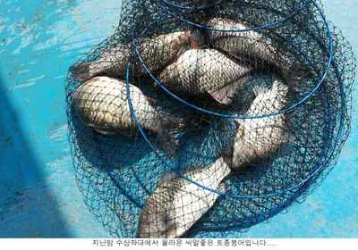 지난밤 신봉지 조황입니다....