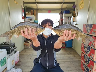 고삼지 봄시즌 붕어들의 반란중