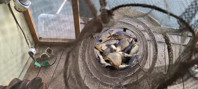 겨울붕어 물낚시 수곡낚시터 2월첫주 주후반주말 조황 및 붕어방류