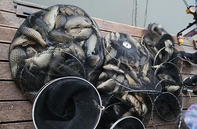 반제지 주말조황정보입니다 