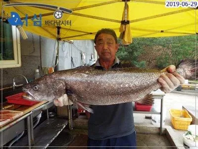 6월29일 어심바다낚시터조황