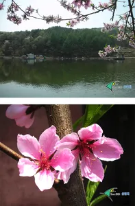 ■■ 삼합지 ■■  호조황~