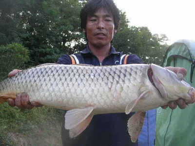 [거일은 지금 누렁이 세상입니다]