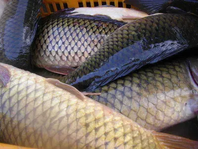 [거일낚시터 인사드립니다]