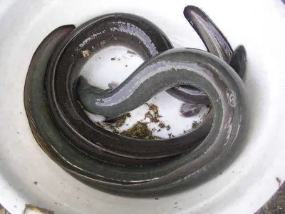 [장어는 대하(大鰕)를 좋아해~~~]