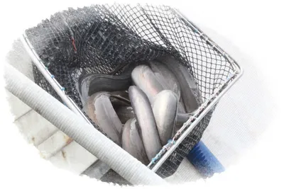 [유일낚시터] 수요일부터는 장어가 추가 방류됩니다,