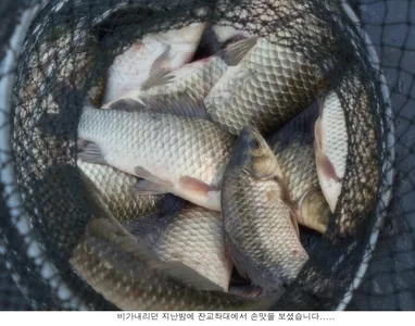 이곳 신봉지에도 비가 내렸습니다....