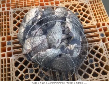 조황도 올리고 방류도 하고....