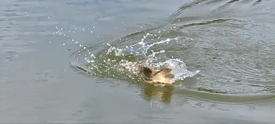 힐링 수곡낚시터 9월 첫주초 붕어소식 명절 연휴 정상영업 합니다