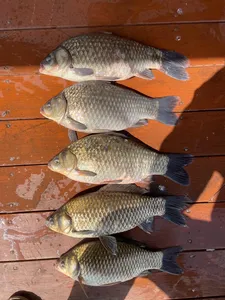 송전지 제일좌대 조황입니다.